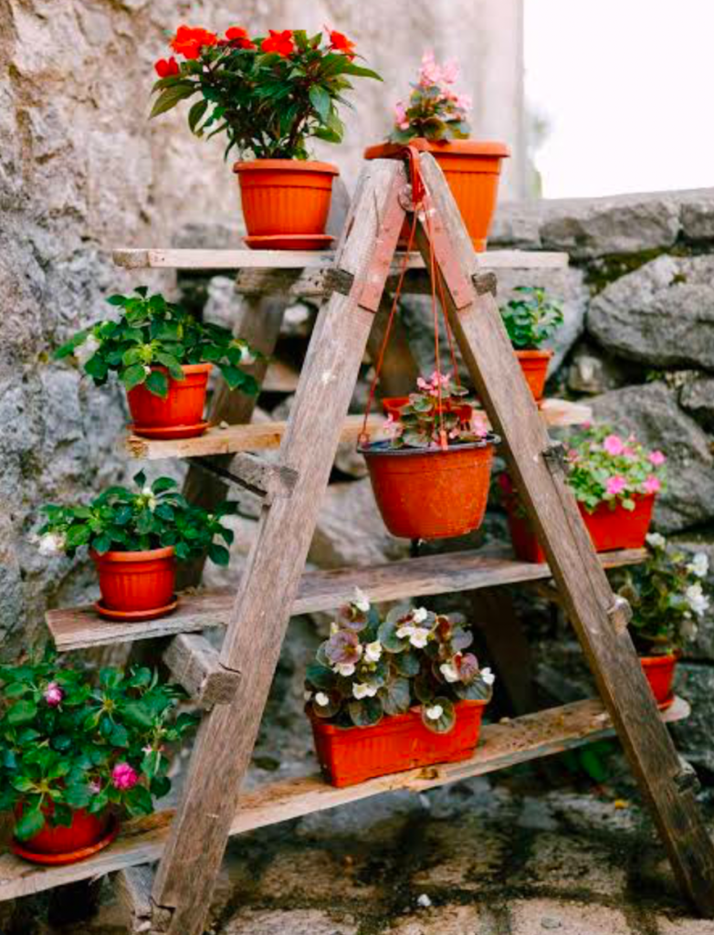 Ladder plant stand with terracotta flower pots.