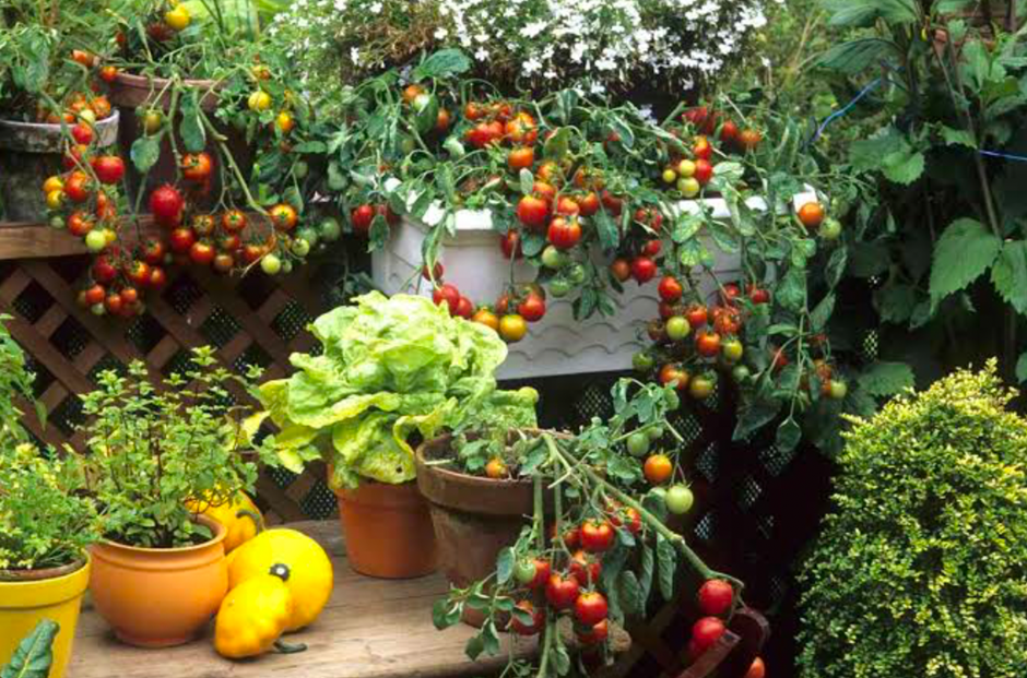 Container garden with trailing cherry tomato plants.