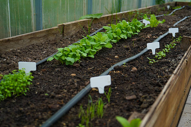 white empty sign next to the seedlings of plants on black soil side view