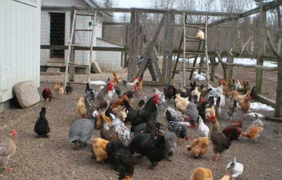 Large chicken flock in outdoor run enclosure.