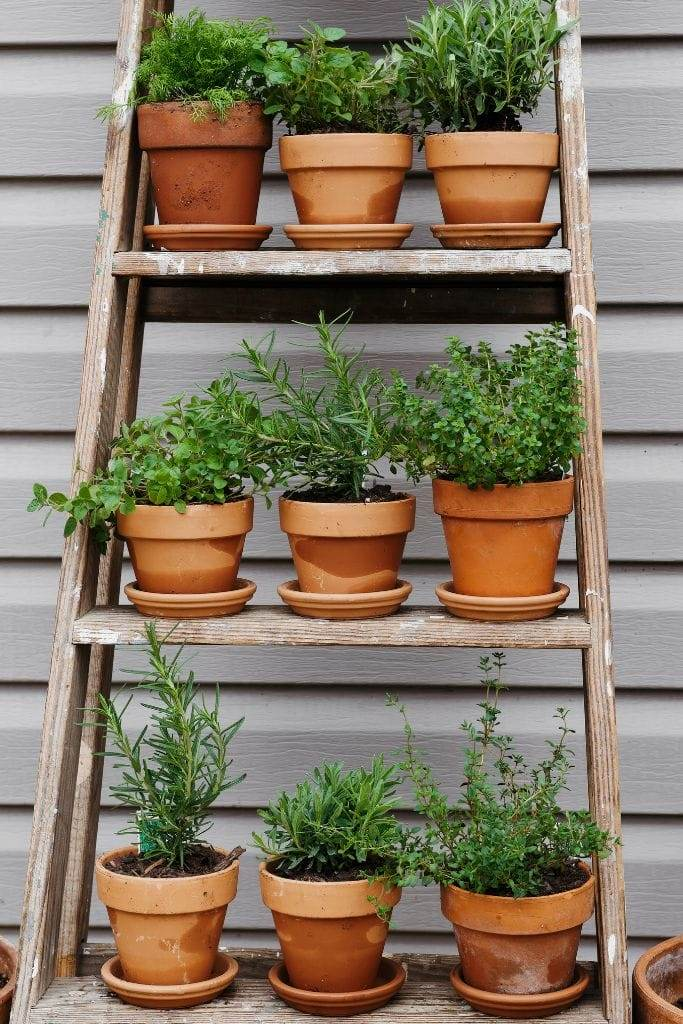 A ladder holding terracotta pots filled with herbs.