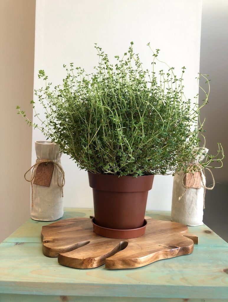 A potted herb plant, likely thyme, placed on a wooden decorative tray with two fabric-wrapped jars tied with twine on each side.