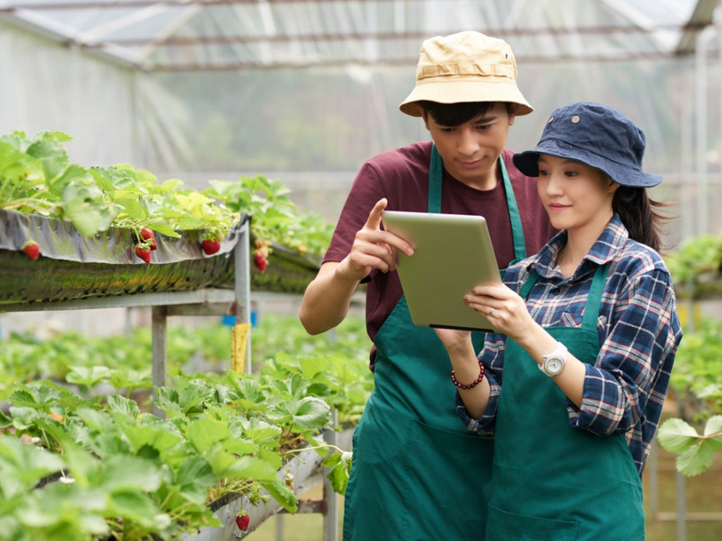 Two gardeners with an ipad reviewing the metrics of their strawberries in the background.
