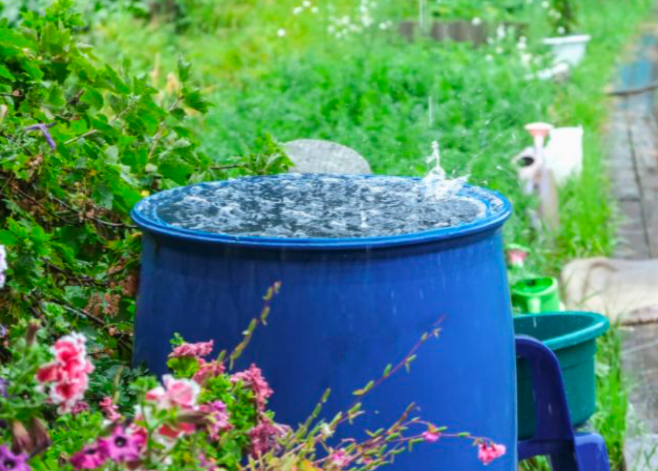 A blue barrel positioned to catch falling rainwater.