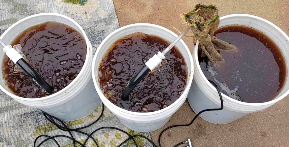 Compost tea being prepared in white buckets on the floor.
