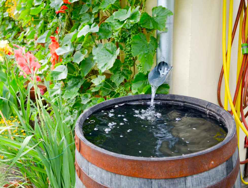 A home's gutter pouring water into a barrel.