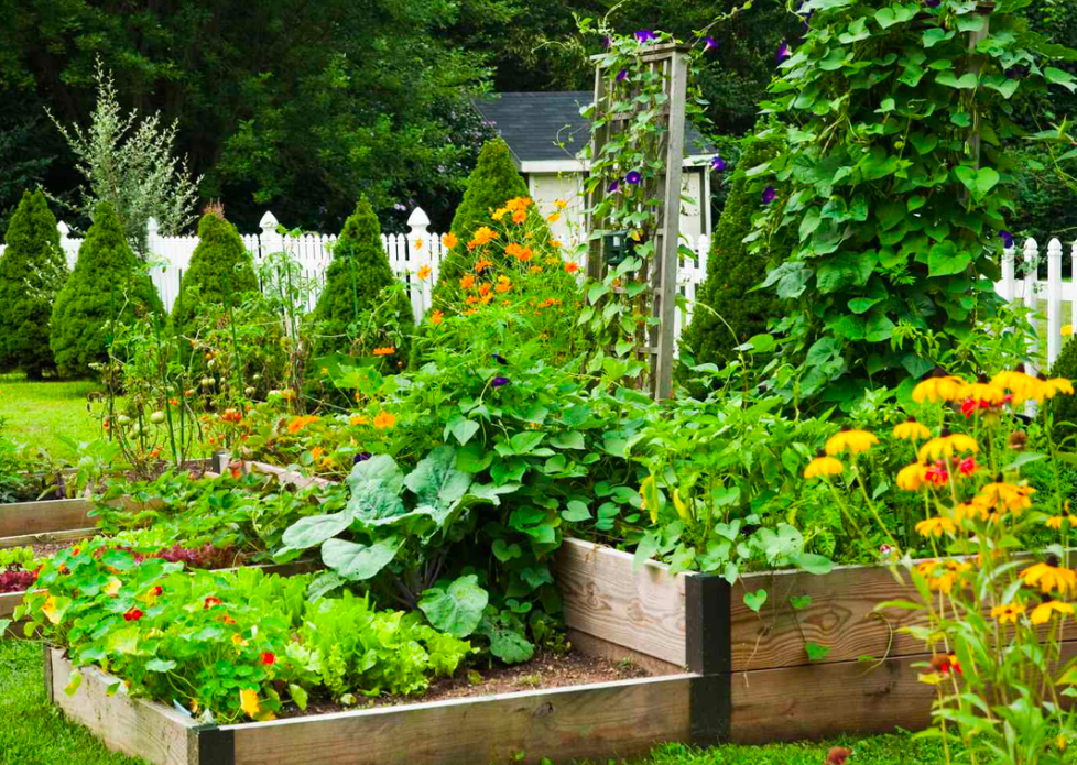 Raised vegetable garden beds with trellises supporting climbing plants and lush green growth