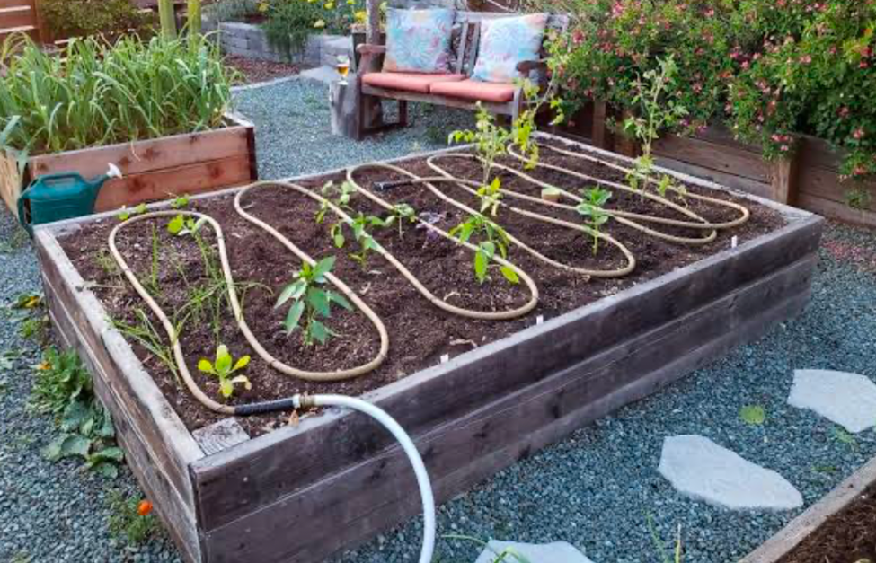 Raised garden bed with newly planted vegetables and drip irrigation hose system