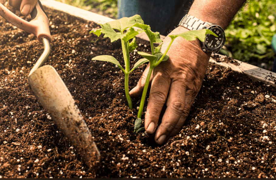 Gardener planting a young seedling in rich soil inside a raised garden bed.