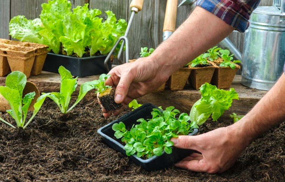 Gardener transplanting young lettuce seedlings into soil in a raised bed vegetable garden.