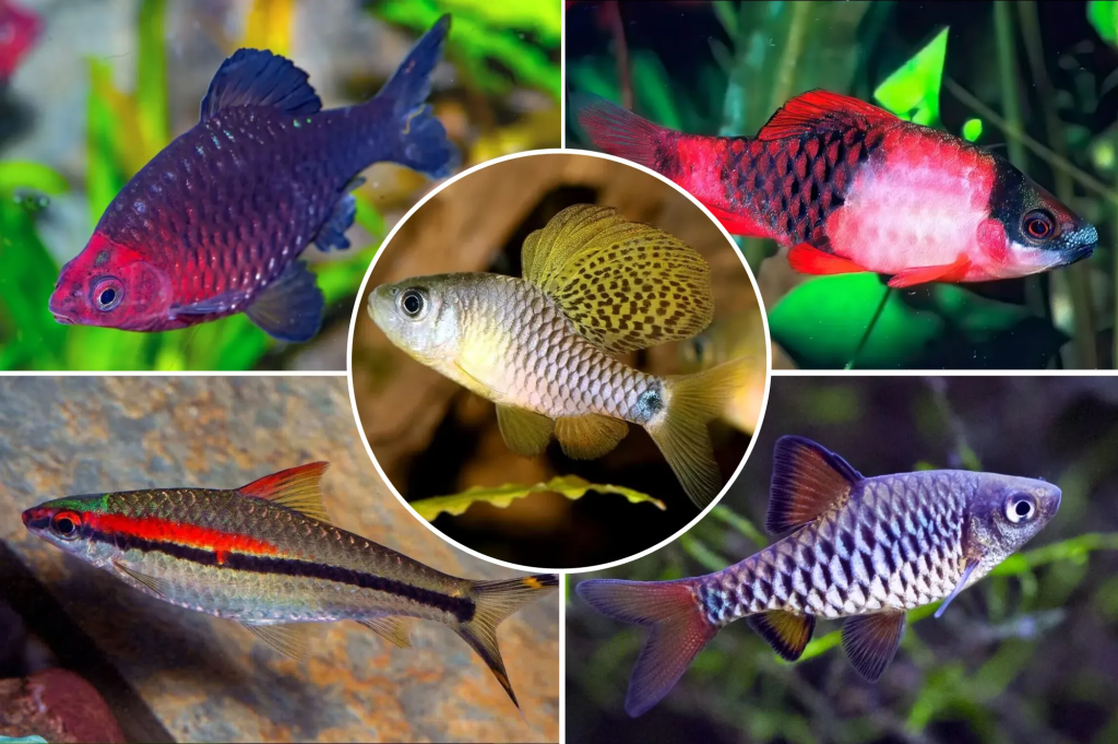 A five image collage of various barb types.
