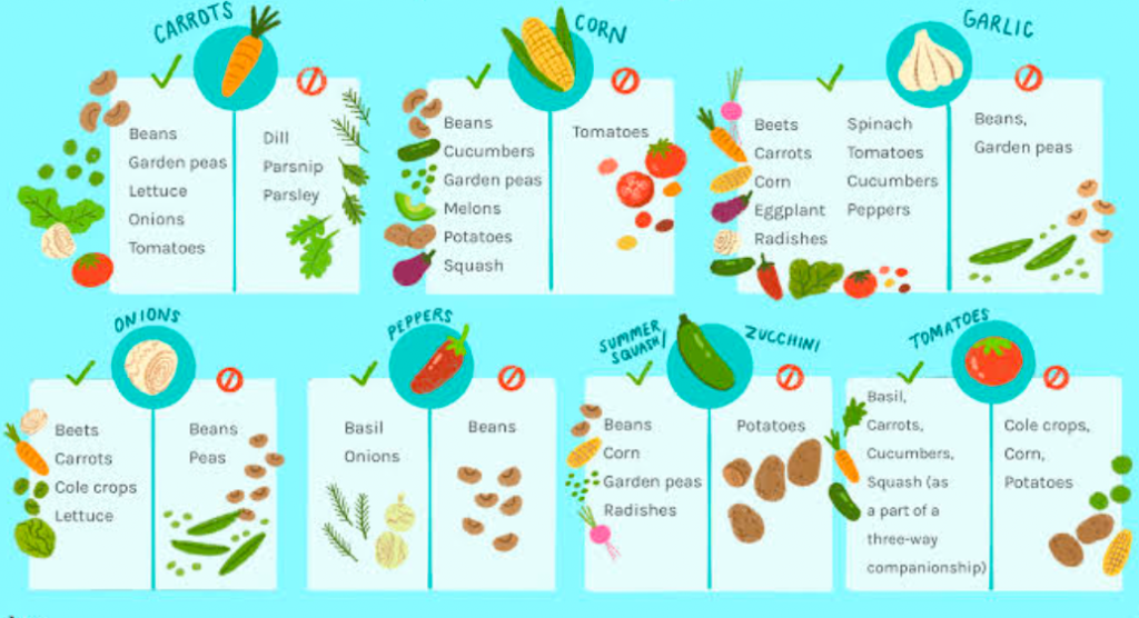 companion planting guide showing the best and worst plant pairings for carrots, corn, garlic, onions, peppers, zucchini and tomatoes