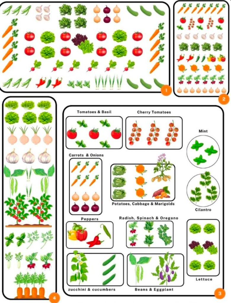 illustrated companion planting map for tomatoes basil carrots onions peppers radish lettuce beans cucumbers and herbs
