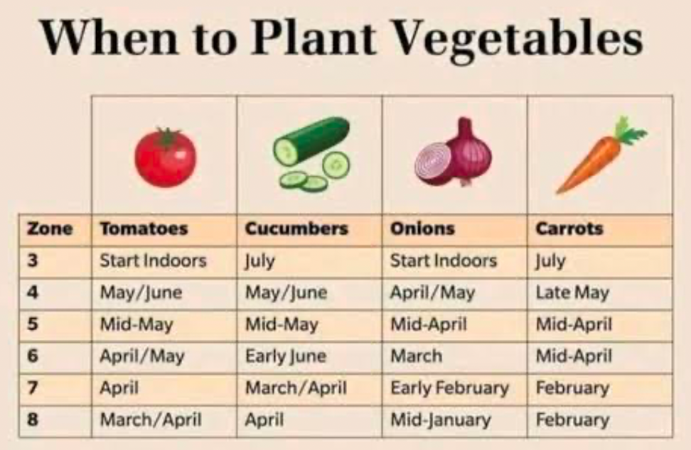 tomatoes carrots herbs and flowers growing together in companion planting vegetable garden