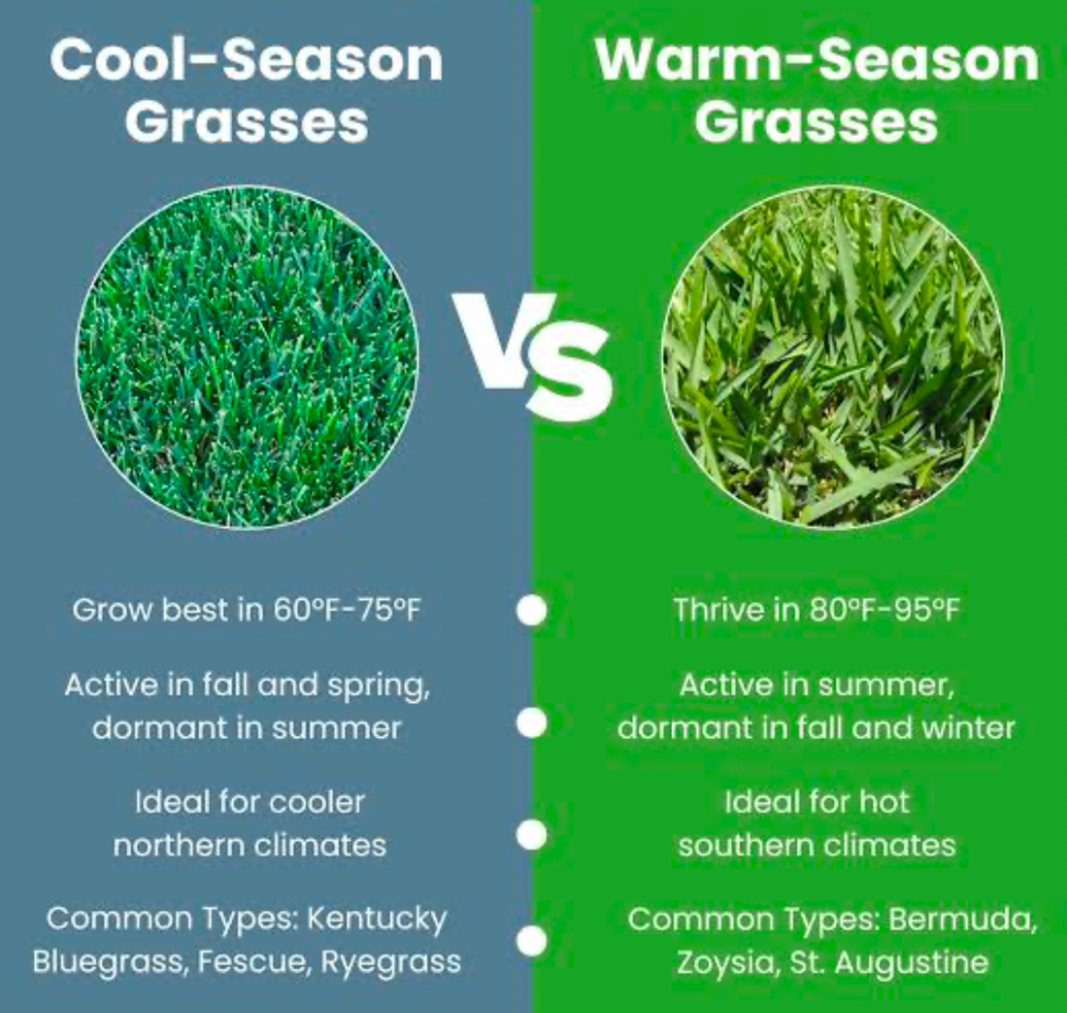 Cool-season vs warm-season grasses comparison chart with growth temperatures