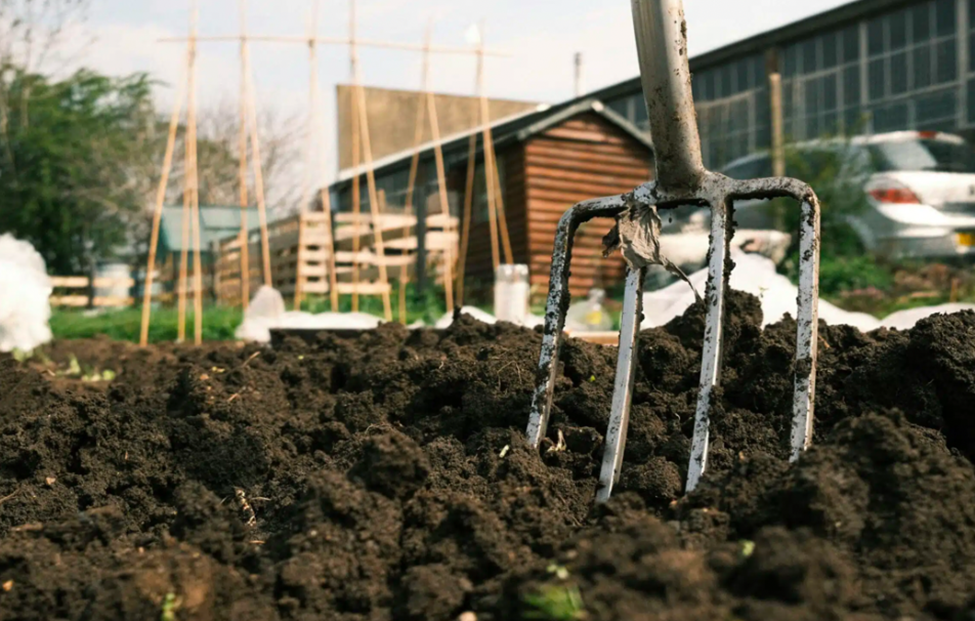Manual soil aeration using a garden fork to loosen compacted ground