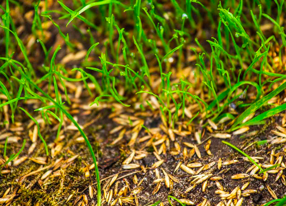 Newly germinating grass seeds sprouting in prepared lawn soil
