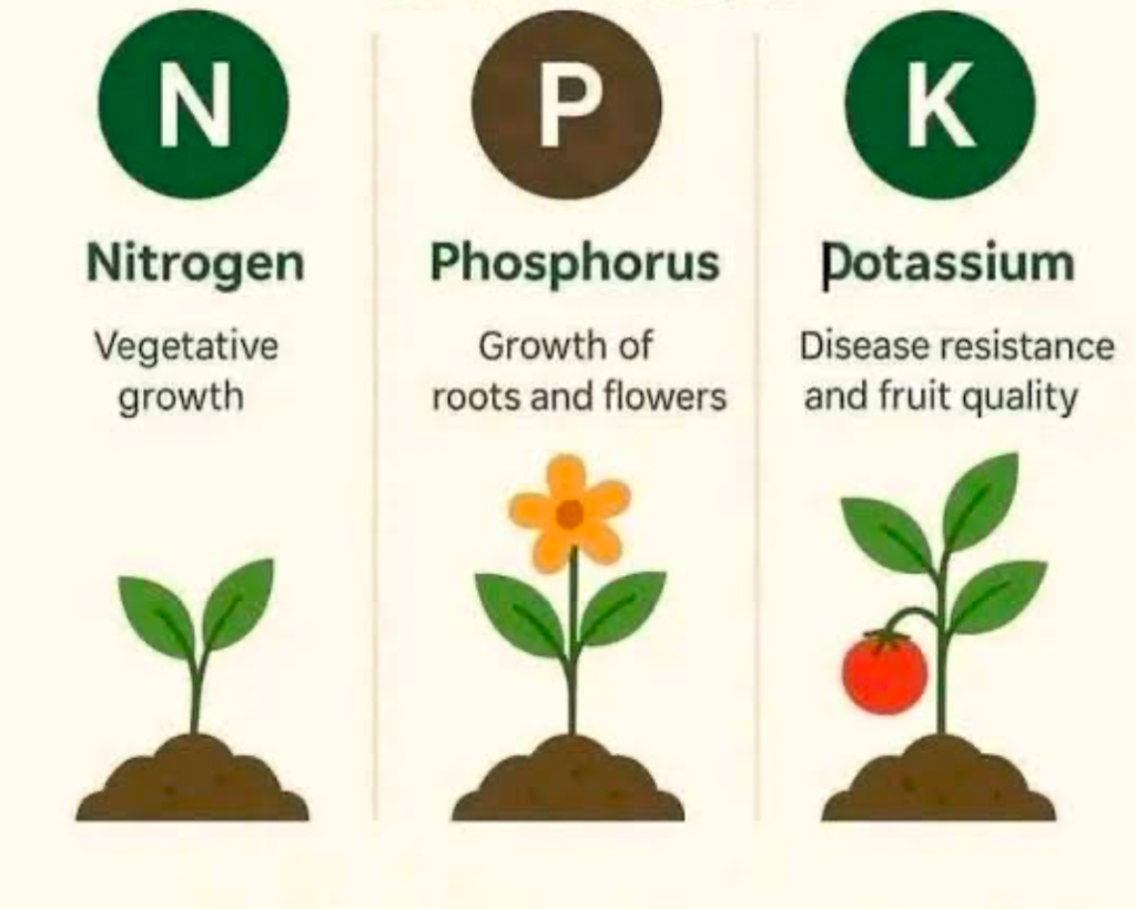 NPK fertilizer chart showing nitrogen for leaf growth, phosphorus for roots, and potassium for plant health