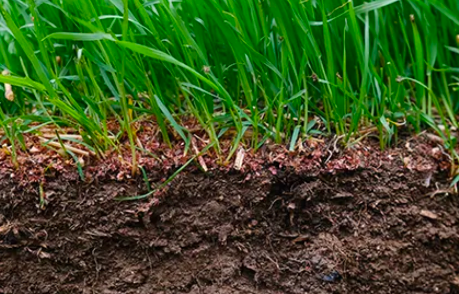 Grass roots growing in soil cross section showing healthy lawn foundation