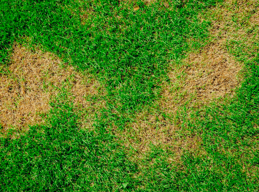 Patchy lawn showing brown grass spots and uneven turf growth