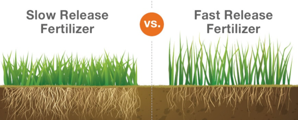 Slow release vs fast release fertilizer diagram showing nutrient absorption in grass roots