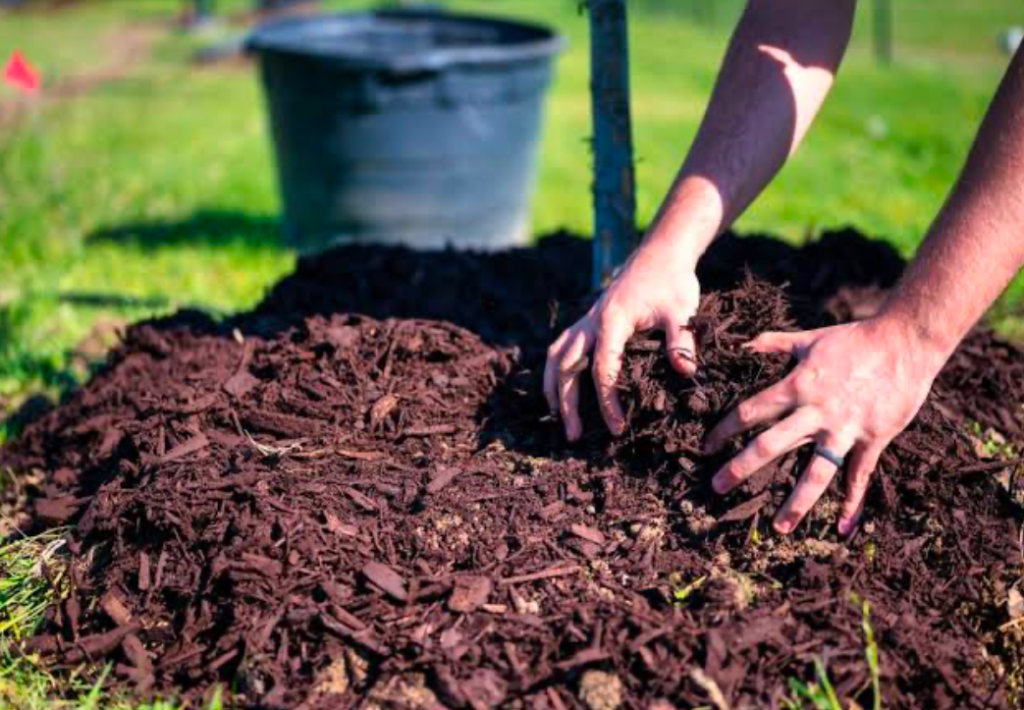 Applying organic mulch around a newly planted tree to improve soil health