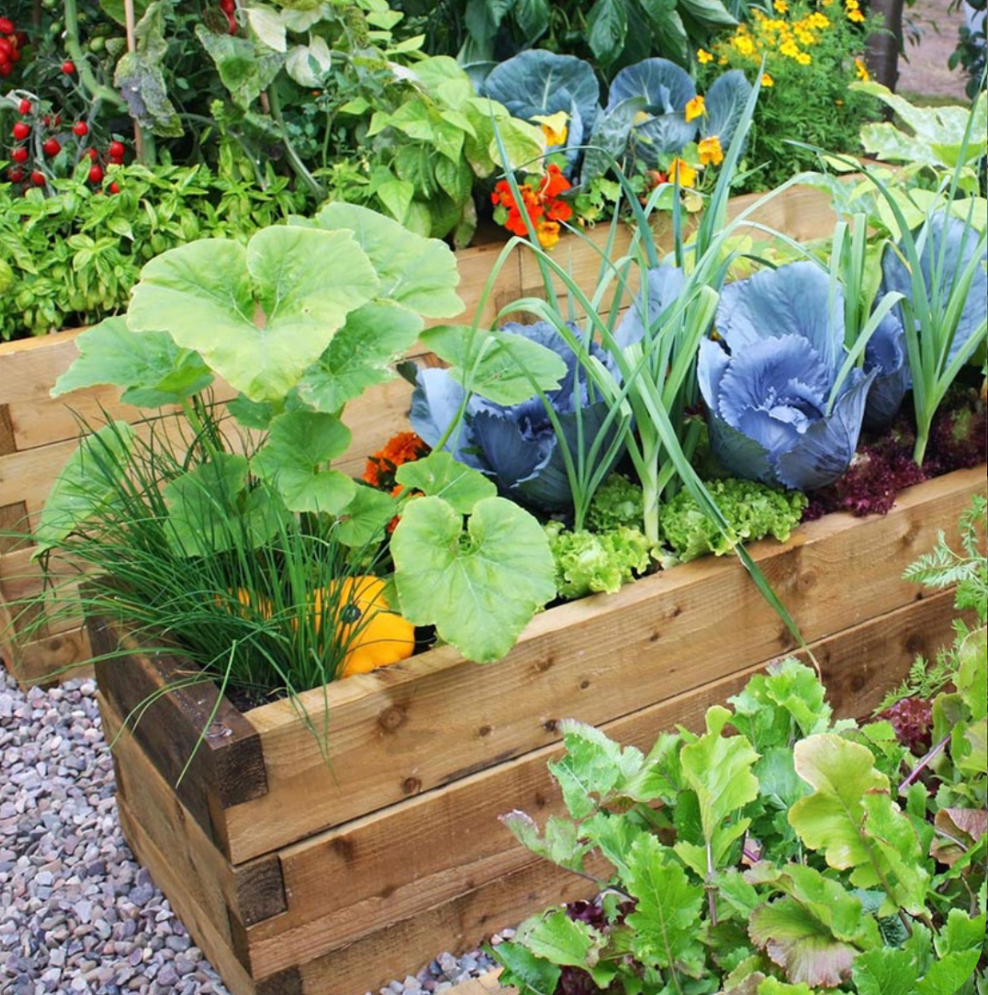 Companion planting layout in a raised garden bed with cabbage, squash, onions, and herbs