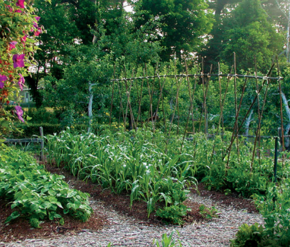 Backyard vegetable garden with trellis supports and neatly planted crop rows