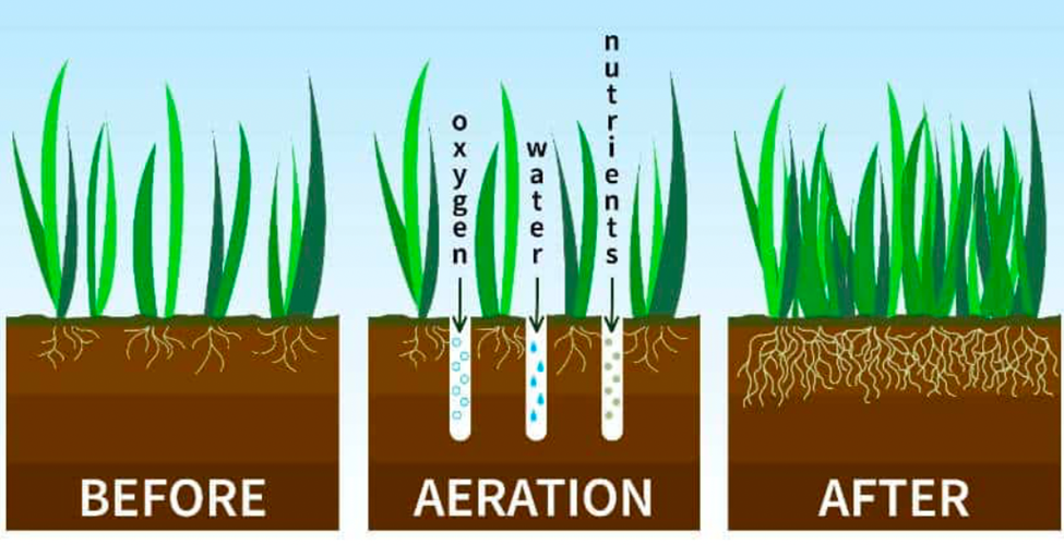 Lawn aeration diagram showing before, during, and after soil oxygen and nutrient flow