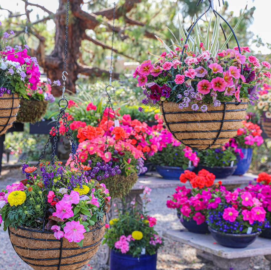 Colorful hanging flower baskets filled with petunias and mixed seasonal blooms
