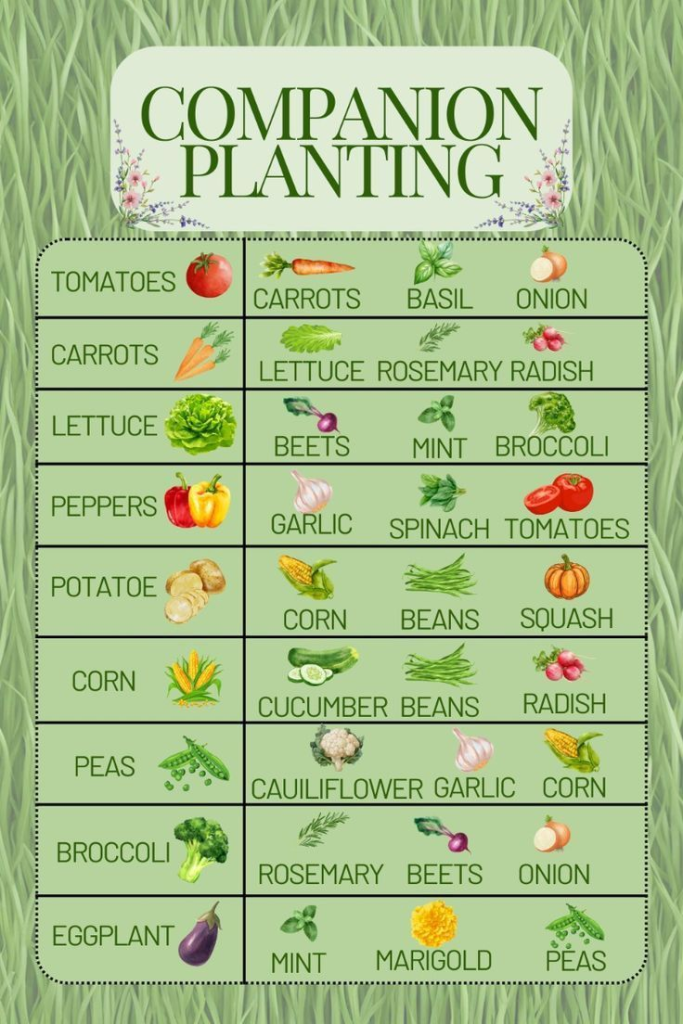 Companion planting chart showing vegetables like tomatoes, carrots, basil, onions, and lettuce with ideal plant pairings