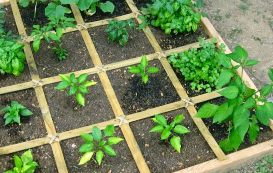 Square foot garden layout with herbs and vegetables planted in organized raised bed sections