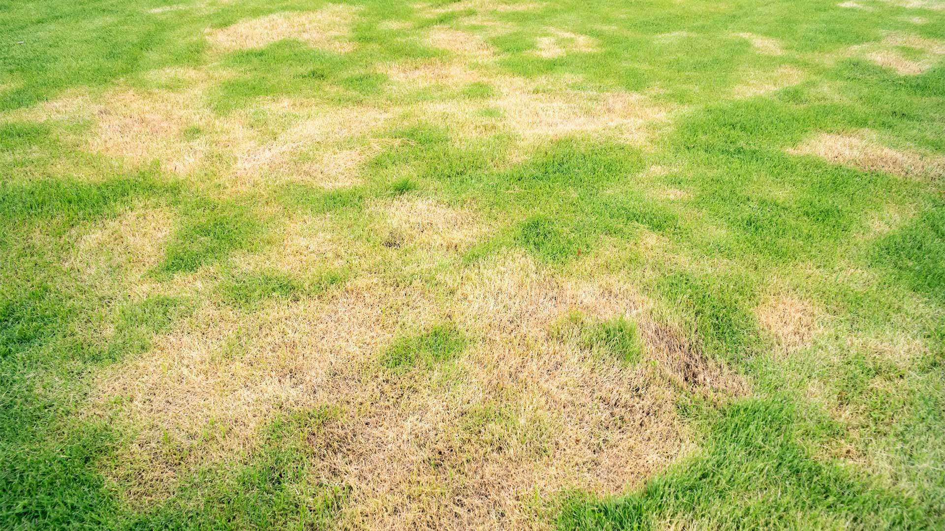 patchy lawn with brown dead grass spots showing uneven turf and lawn damage issues