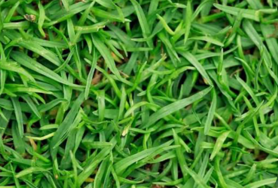 Macro close-up of green grass blades showing lawn growth and thickness