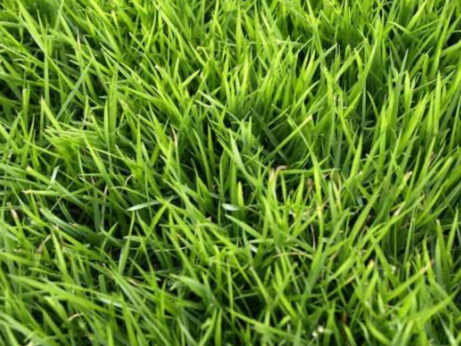 Bright green lawn grass texture showing healthy and vibrant turf