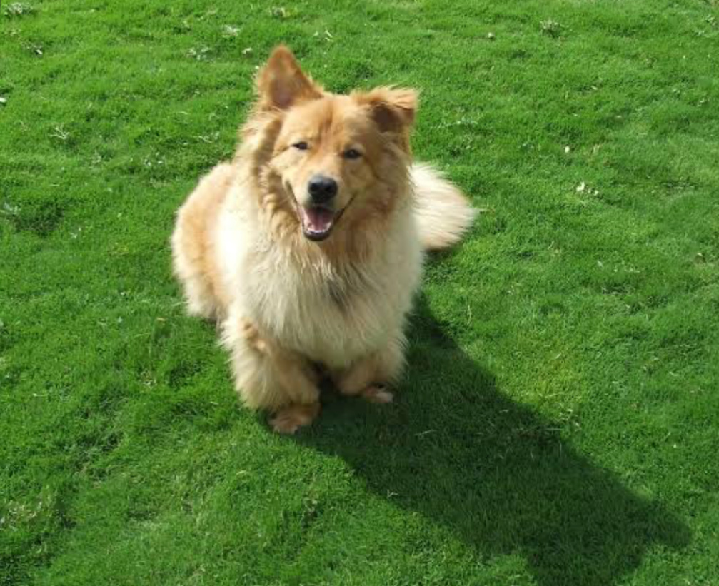Happy fluffy dog sitting on healthy green grass in a backyard lawn