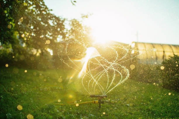 Garden sprinkler watering grass at sunset with sunlight in the background