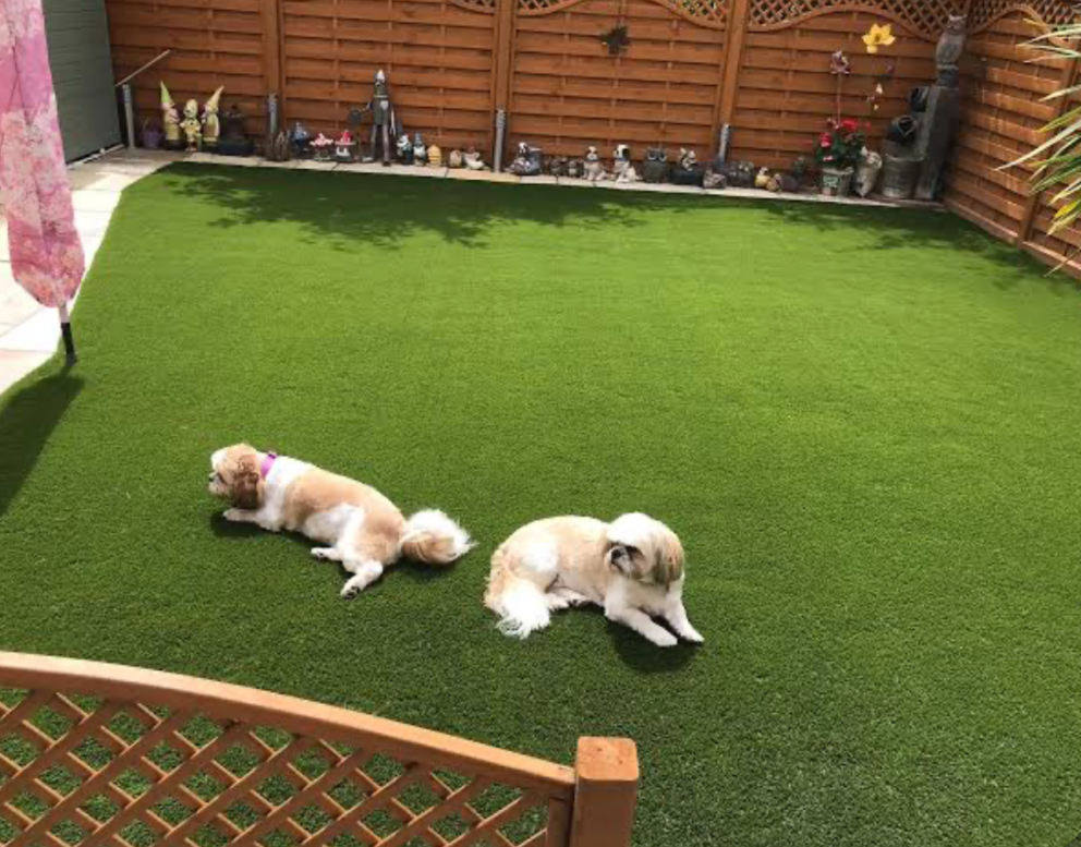 Two dogs relaxing on artificial grass lawn in a fenced backyard garden