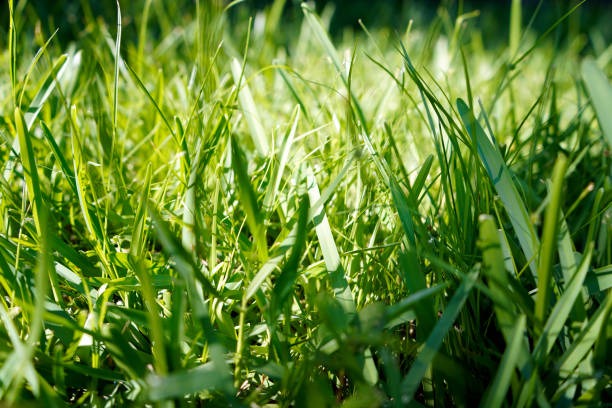 Close-up of grass blades with sunlight highlighting fresh growth