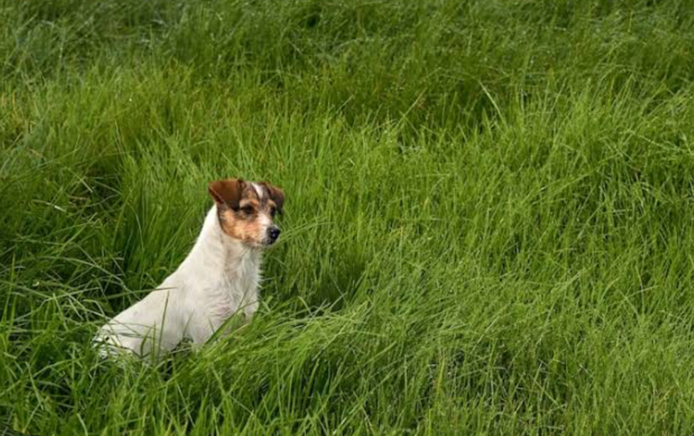 Small dog sitting in tall green grass in a natural outdoor field