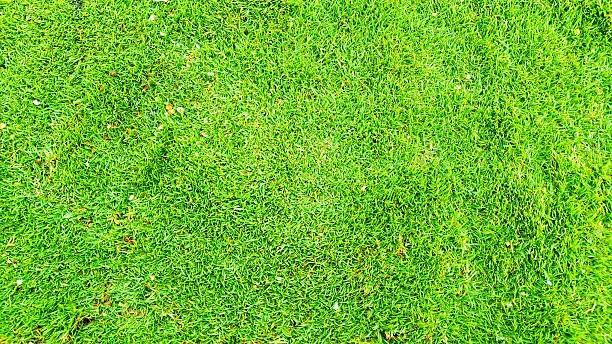 Top view of bright green lawn grass texture background