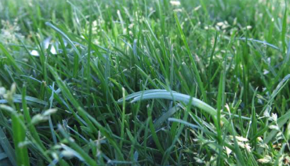Close-up of fresh green grass blades showing healthy lawn texture