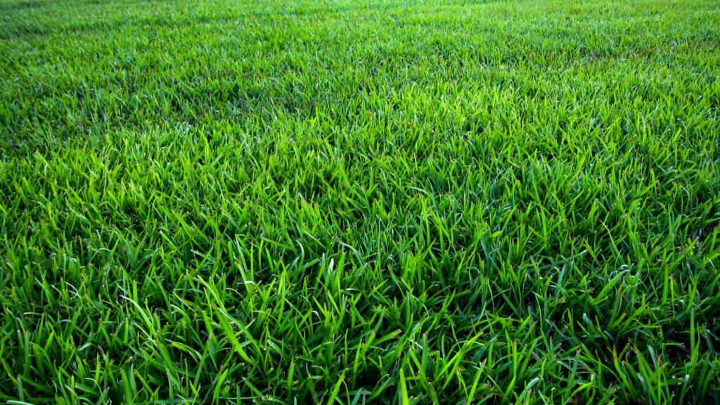 Close-up of healthy green lawn grass with dense, fresh blades