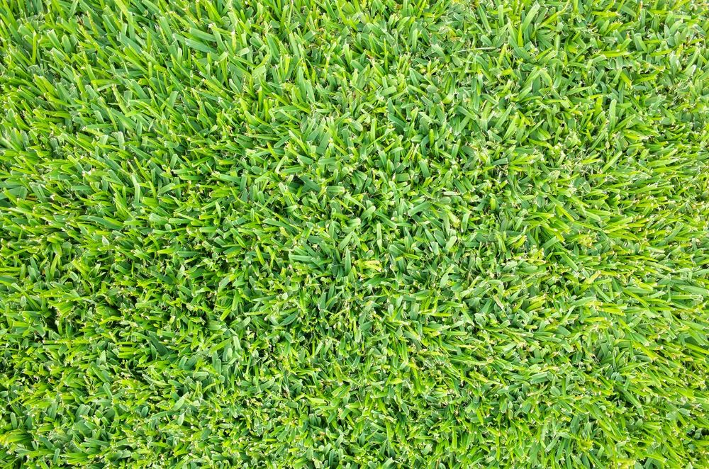 Thick, well-maintained lawn grass showing dense turf coverage