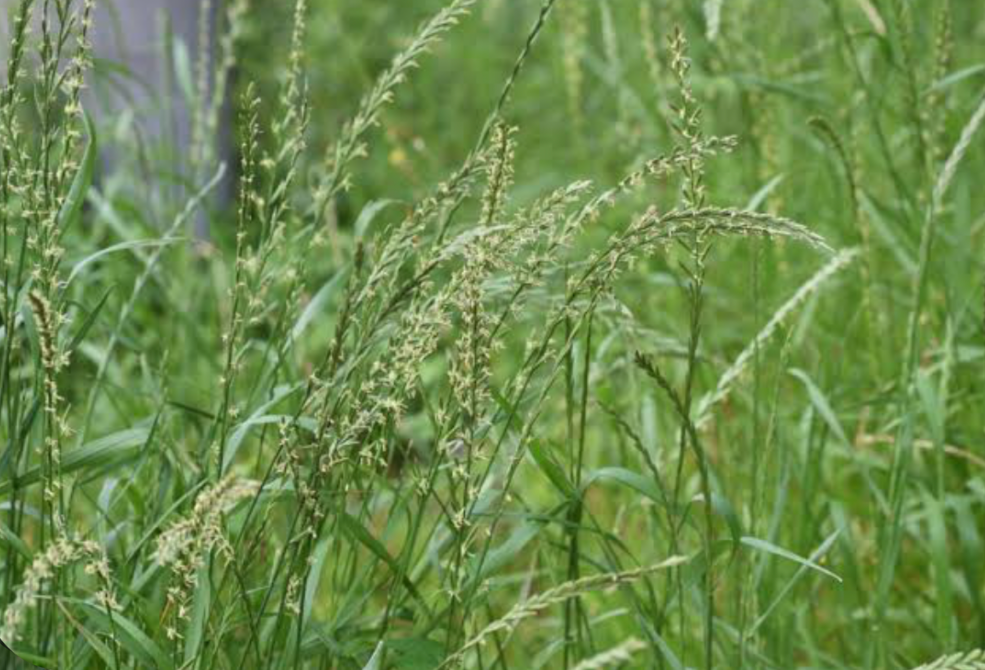 Tall wild grass with seed heads growing in a natural grassy area