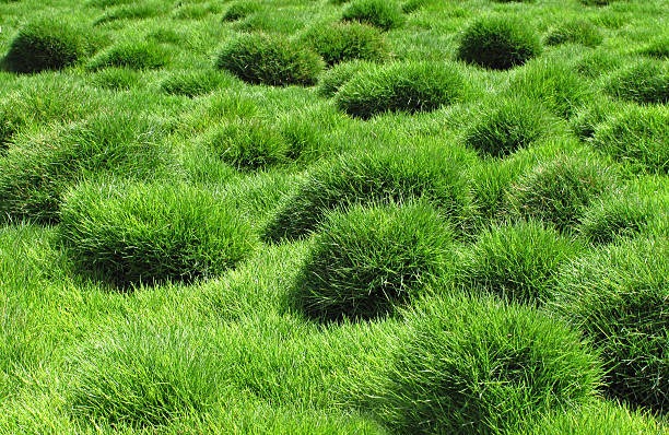 Ornamental grass mounds growing in a landscaped garden lawn