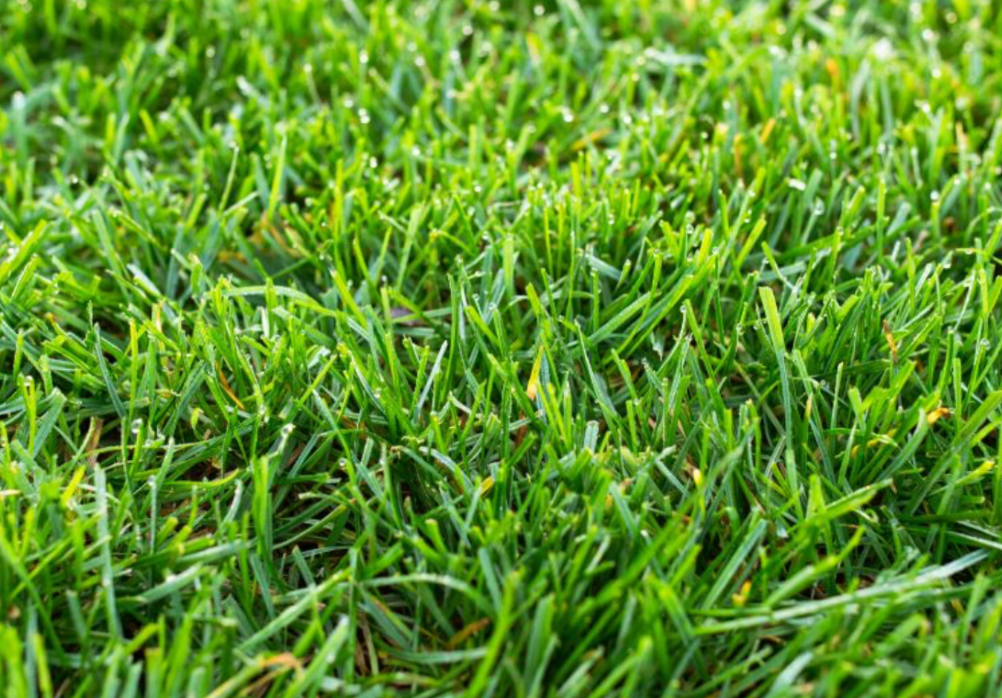 Thick, well-maintained green lawn grass with dense turf coverage