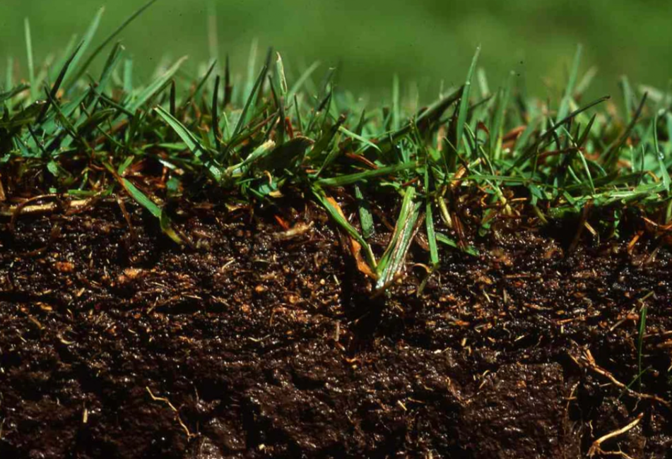 close up of lawn thatch layer and grass roots in soil profile