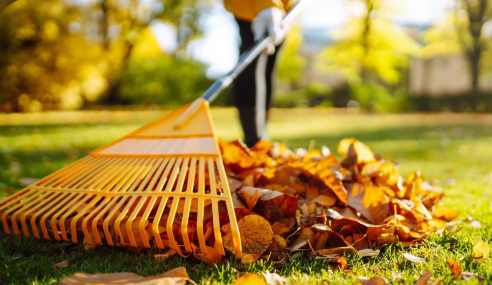 raking fallen leaves off lawn for seasonal yard cleanup