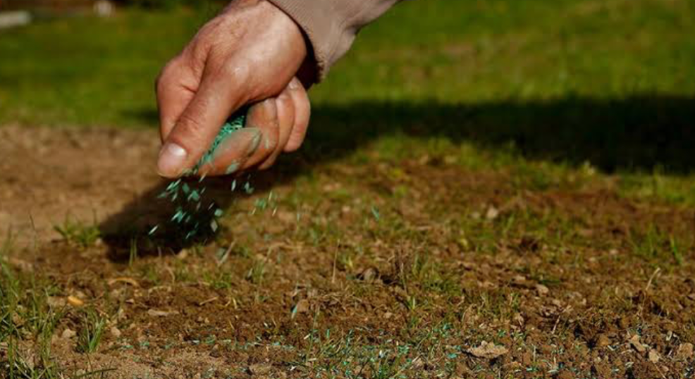 hand spreading grass seed over bare lawn for overseeding repair